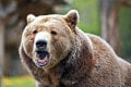 Lesníka so synom prekvapil pri Banskej Bystrici medveď: Náhly výpad šelmy, k tomuto sa odvážil muž!