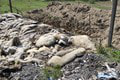 Otrasný nález pri Stupave: Muž vytvoril cintorín uhynutého dobytka! Aký trest hrozí vlastníkovi farmy?