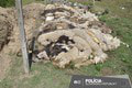 Otrasný nález pri Stupave: Muž vytvoril cintorín uhynutého dobytka! Aký trest hrozí vlastníkovi farmy?