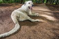 Najlepšie psie zápisy do Guinnessovej knihy: 6 chlpáčov, ktorí sa stali svetovými rekordérmi!