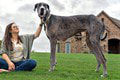 Najlepšie psie zápisy do Guinnessovej knihy: 6 chlpáčov, ktorí sa stali svetovými rekordérmi!
