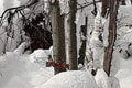 Výstup na ľadom pokrytý vrch Šíp sa pre turistku Ivanu stal nezabudnuteľným: Pozrite, ako tam matka príroda čarovala!