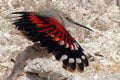 Kriticky ohrozený murárik sa stal vtákom roka 2023: Najskôr nenápadný, no keď rozprestrie krídla... Sledujte tú fotogalériu