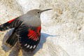 Kriticky ohrozený murárik sa stal vtákom roka 2023: Najskôr nenápadný, no keď rozprestrie krídla... Sledujte tú fotogalériu
