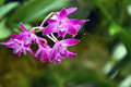 Obľúbená výstava v botanickej záhrade v Košiciach: Návštevníkov opantá krása a vôňa orchideí