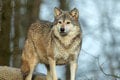 Na strednom Slovensku počítali vlky: Ohromí vás, koľko ich objavili na Muránskej planine!