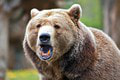 Muža dohrýzol medveď, ochranári bijú na poplach: Prečo musíte byť obozretní práve v marci!