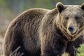 Medveď zaútočil na nič netušiacich bežcov: Dohryzená noha! Dôležitá výzva zásahového tímu