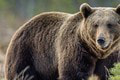 V Popradskom okrese začne hromadná výstavba zariadení na ochranu pred medveďmi: Ako pomôžu ich spolužitiu s ľuďmi?