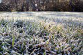 SHMÚ varuje pred mrazom: Ohrozené sú najmä tieto rastliny! Pozor aj na silný vietor