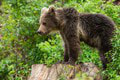 Neďaleko obľúbených kúpeľov videli medvieďa: Zásahový tím je v pozore