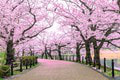 Oslava krásy a lásky: Bozk pod čerešňou nič nenahradí, no pozrite, akú nádheru majú v Japonsku