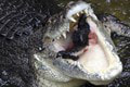 Hrôzostrašná smrť rybára: Jeho pozostatky našli v útrobách dvoch krokodílov! Z opisu jeho boja o život mrazí