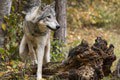 Česko umožní odstrel problémových vlkov, minister hovorí o verejnom záujme