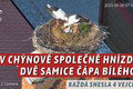 U našich českých susedov spoločne hniezdia dve samičky bocianov, ľudia kričia: Je to proti prírode! Vedci reagujú