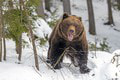 Znepokojivé slová riaditeľky CHKO Poľana: Zimný spánok medveďa hnedého nie je úplný! Na toto apeluje