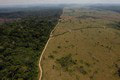 Radostné správy z Amazonského pralesa: Odlesňovanie klesá rapídnym spôsobom