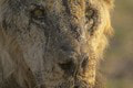 Rana pre ochrancov prírody: Pastieri v národnom parku zabili viacero levov! Čo ich k tomu viedlo?