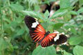 Výstava exotických motýľov v Košiciach vás uchváti: Najväčším hitom je obor, ktorý neje!