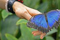 Výstava exotických motýľov v Košiciach vás uchváti: Najväčším hitom je obor, ktorý neje!