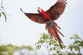 Papagáj ara arakanga neprestáva fascinovať milovníkov vtákov: Čo ste o lietajúcom fešákovi nevedeli!