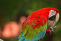 Papagáj ara arakanga neprestáva fascinovať milovníkov vtákov: Čo ste o lietajúcom fešákovi nevedeli!