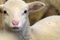 Veľká zmena na Novom Zélande: Čo sa to deje s ovcami? Zaznamenali nezvyčajný jav