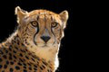 Návrat šeliem tam, kde boli pred 75 rokmi vyhubené: Záhadná smrť gepardov po pár dňoch od prevezenia