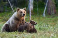 Polícia varuje občanov: Pri ceste sa pohybuje medvedica s mláďatami! Kde ju spozorovali?