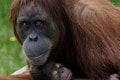 V bratislavskej zoo sa narodilo mláďatko vzácneho orangutana: Z tých fotiek sa vám roztopí srdce! Návštevníci ho doteraz nevideli