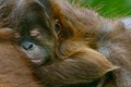 V bratislavskej zoo sa narodilo mláďatko vzácneho orangutana: Z tých fotiek sa vám roztopí srdce! Návštevníci ho doteraz nevideli
