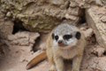 V bratislavskej ZOO si kradnú všetku pozornosť štyri mláďatá surikaty vlnkavej: Nič rozkošnejšie ste v živote nevideli!