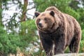Primátor bije na poplach: V blízkosti domov sa pohybujú medvede! Pozor v týchto mestských častiach