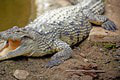 V zoo zostali bez slov: Nepoškvrnené počatie u samice krokodíla! Zázrak? Je za tým niečo viac