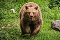 Miestne autority rozhodli o osude problémovej medvedice: Občania malej obce si konečne budú môcť vydýchnuť