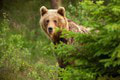 Koľko medveďov obýva slovenské lesy? Lesníci to vidia inak: Údaje, ktoré vzbudzujú obavy