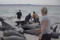 Strašné, čo sa objavilo na pláži v Austrálii: Incident mal ešte smutnejší koniec