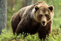 Obyvatelia mesta sa konečne dočkali: Problémový medveď ich už viac nebude ohrozovať