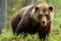 Medvede na Slovensku vzbudili paniku: Ministerstvo prišlo s novým riešením! Pomôže to?