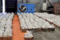 V Holandsku našli najväčší kontraband kokaínu v histórii krajiny: Z toho množstva vám príde zle