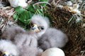 Babyboom v Bojniciach: Pozrite, aké rozkošné mláďatá doplnili kolekciu zvierat v Národnej zoologickej záhrade!