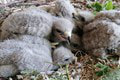 Babyboom v Bojniciach: Pozrite, aké rozkošné mláďatá doplnili kolekciu zvierat v Národnej zoologickej záhrade!