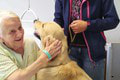 Zlatý retriever Blue spríjemňuje život pacientom v nemocnici: Chlpáč pomáha liečiť v Komárne!