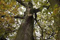 Vzácny a chránený dub letný v Bijacovciach začal chradnúť, ochranári okamžite zakročili: Dokážu ho zachrániť?!
