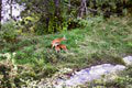 Lesná zoo na najväčšom banskobystrickom sídlisku: V Sásovej sa špacírujú srnky aj líšky!