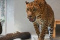 Vzácnosť v bratislavskej ZOO: Samca ohrozeného druhu už môžu pozorovať návštevníci
