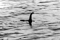 Lovci Lochnesskej príšery po 50 rokoch znova zaplavili Škótsko: Hľadá sa Nessie!
