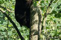 Zachránené medvieďatá spoznávajú nový domov: Takto nesmelo sa zoznamujú s prostredím!
