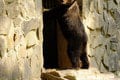 Tri medvedie siroty odchytili v júni vo Vysokých Tatrách, teraz majú nový domov: Takto si zvykajú v košickej zoo!