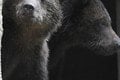 Tri medvedie siroty odchytili v júni vo Vysokých Tatrách, teraz majú nový domov: Takto si zvykajú v košickej zoo!